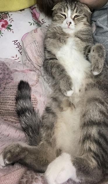 Птицы: Скотиш Фолд (Шотландская вислоухая), 8 месяцев, Девочка, Приучена к лотку — 2