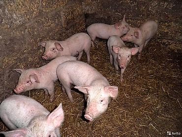 Продаю | Поросенок | Крупная белая | Для разведения