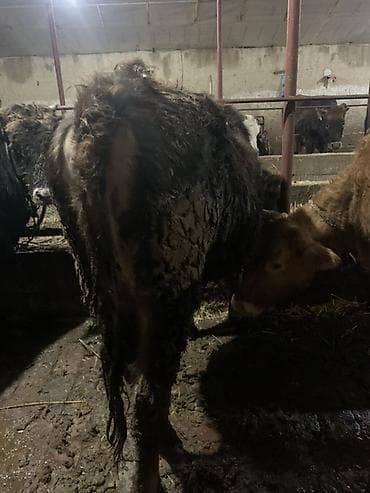 коровы дойные: Продаю | Корова (самка) | Для молока | Привязанные — 4