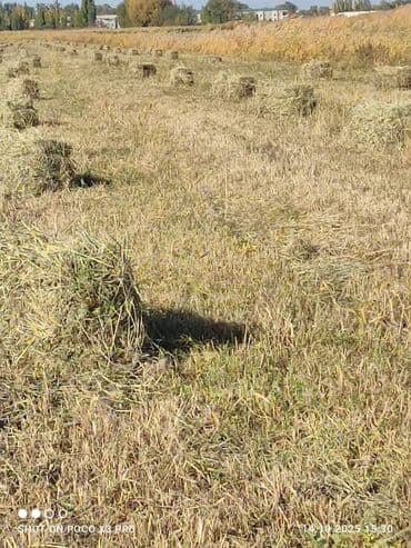 тюк пресс: Кичине камыш аралаш чөп арзан баада срочно сатылат(190с штука) — 2