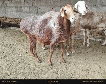 кошка токмок: Сатам | Ургаачы кой (ургаачы) | Арашан | Көбөйтүү үчүн | Ургаачы — 6