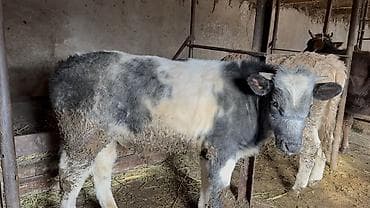 курица живая: Продаю | Бык (самец) | Симментальская, Бельгийская | Для разведения | Искусственник — 1