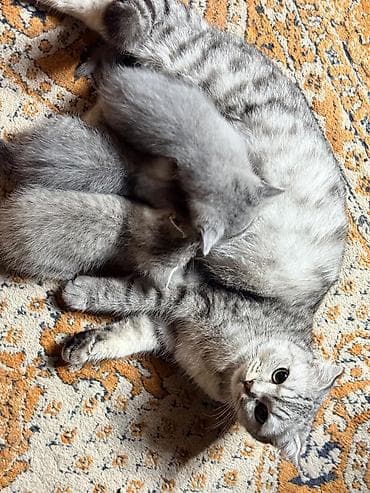 сиамская кошка стоимость: Скотиш Фолд (Шотландская вислоухая), 1 месяц, Мальчик, Серый — 7