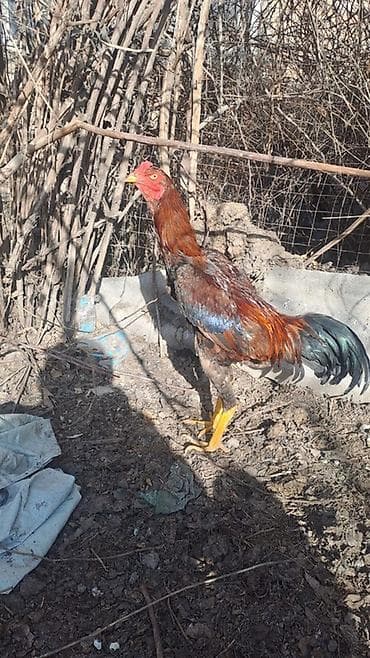 Ветеринар кызматы: Сатам | Короздор | Тебиштирүүчү | Көбөйтүү үчүн — 1