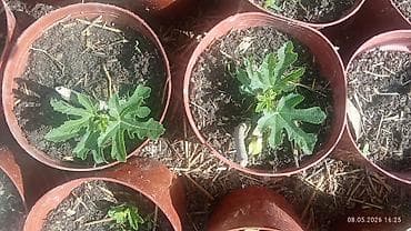 семена перес: Саженцы инжира (Ficus carica) - Вид: листопадный плодовый — 2