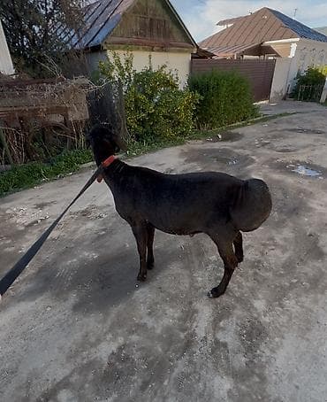 где можно купить хорька: Продаю | Баран (самец) | Арашан | Для разведения — 2