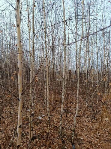 насос скважины: Саженцы деревьев: Берёзы — 1