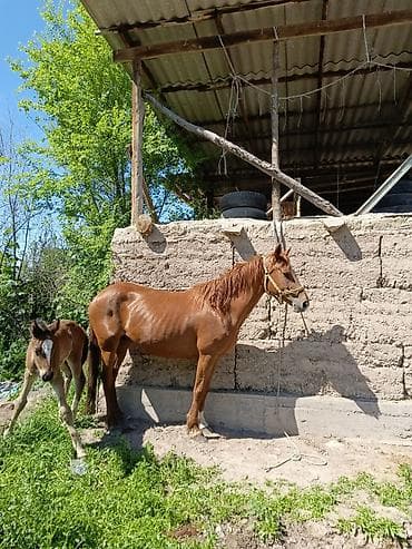 козу сатылат бишкек: Сатам | Бээ (ургаачы) | Аргын | Көбөйтүү үчүн | Асыл тукумдуу — 5