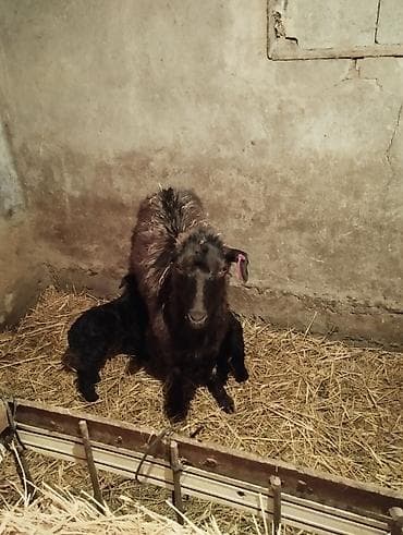 шкурка аренда: 18000 соток — 5