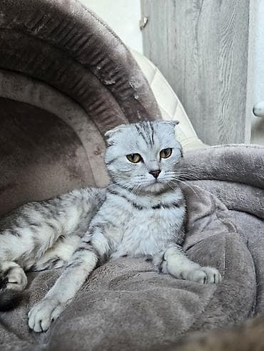 Кошка шотландская вислоухая (Scottish Fold), окрас серебристый табби