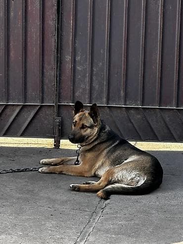 Смешенная овчарка (метис) — охрана двора/территории - Пол