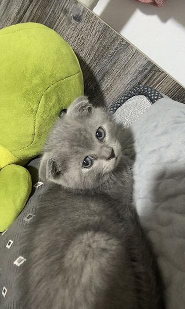 Кошки: Скотиш Фолд (Шотландская вислоухая), 2 месяца, Мальчик, Голубой, Приучена к лотку — 4