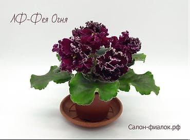 продаю в связи: 🌱🌺🌱 Продаю сортовые ДЕТКИ стандартных, трейлерныхмини и полумини — 9