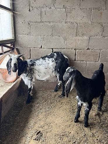 где можно купить хорька: Продаю | Коза (самка), Козёл (самец) | Для молока, Для разведения — 2