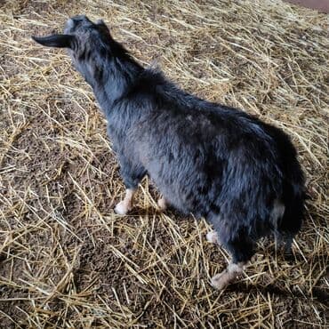 ак мышык: Акция Продается козлята.улактар 7мес 12000 тыс. все мальчики . на — 2