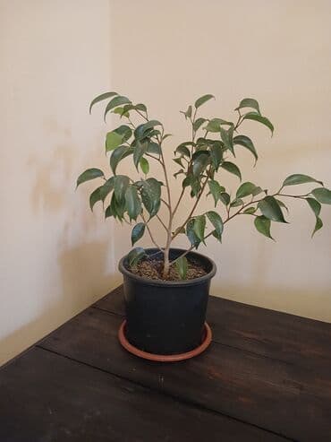 кактус гулу: Фикус Бенджамина, в горшке, укорененный 300с есть много в наличии — 1