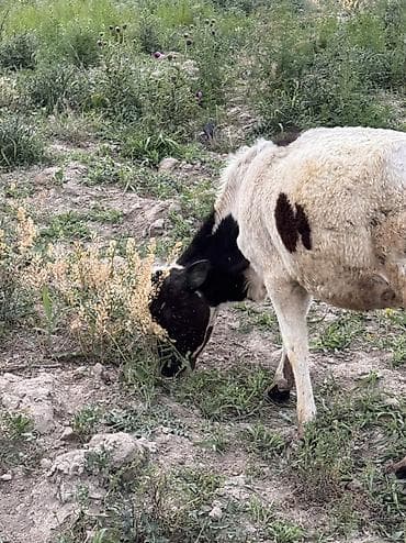 куда можно отдать кошку в бишкеке: Продаю | Тёлка | Полукровка, Алатауская, Симментальская | Для разведения, Для молока | Племенные, Искусственник — 9