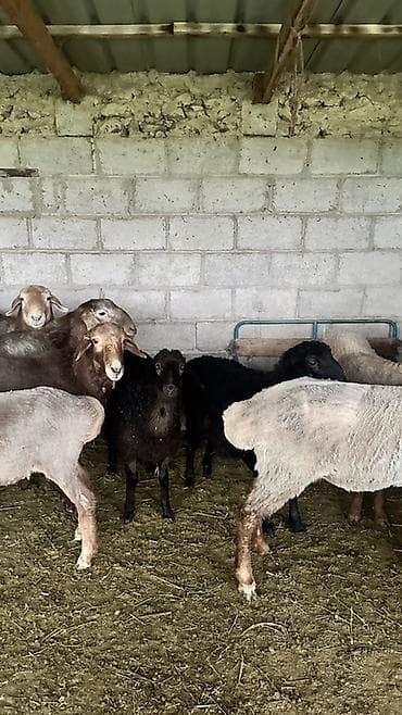 боос кой: Продаю | Овца (самка) | Эдильбаевская | На забой | Матка — 4