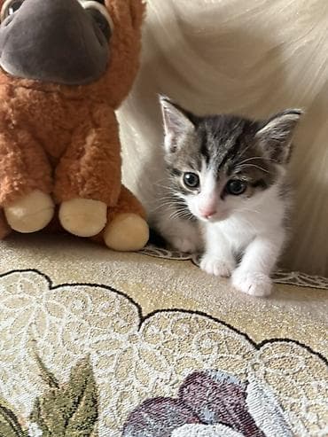 Иттер: Отдам котенка в добрые руки. К лотку приручен — 2