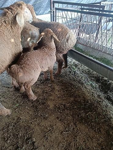 монбельярд цена: Продаю | Баран (самец) | Эдильбаевская | Для разведения — 7