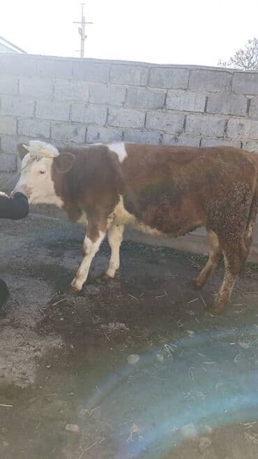 отдам породистую собаку в хорошие руки: Продаю | Тёлка | Монбельярд | На откорм | Привязанные — 4