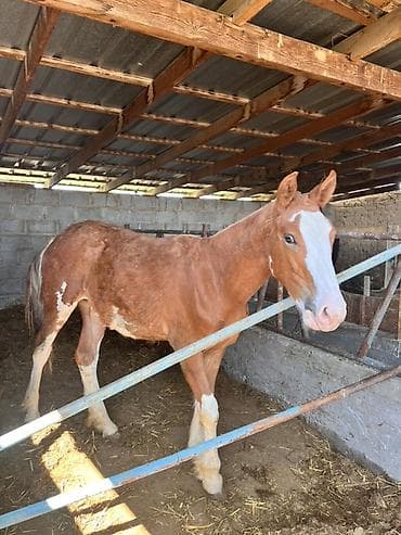 продаю животных: Продаю | Жеребенок | Полукровка | Для разведения — 1