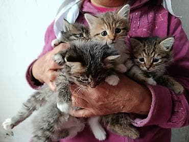 малинкий кошка: Котята, пушистые тигрята с белыми «носочками» и мягкими лапками — 6