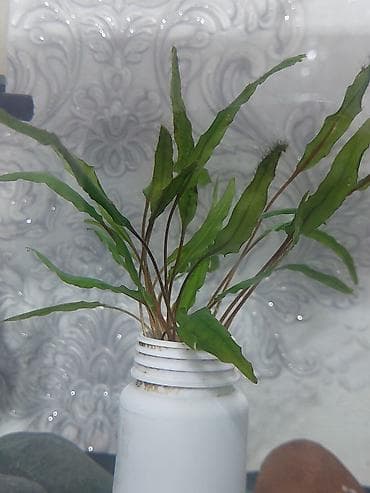 корейские апаловка: Криптокорина (Cryptocoryne, вероятно wendtii “Green/Brown”) — — 2
