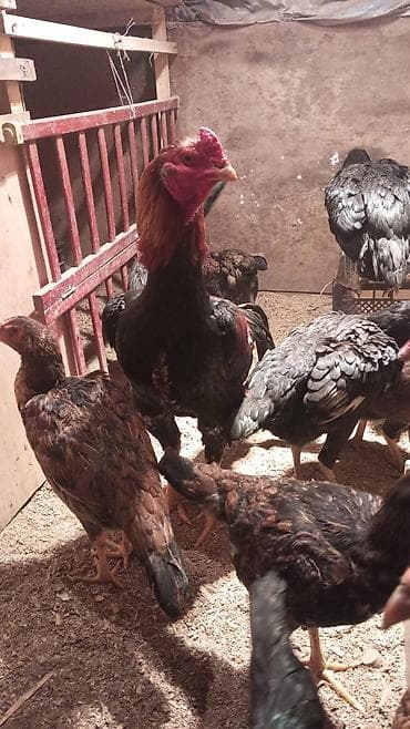 кунан тайтору: Сатам | Тооктор | Тебиштирүүчү | Көбөйтүү үчүн — 5