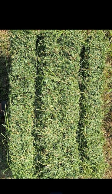 Geely: Беде тук сатылат, учунчу чабык,
Баасы 420 сом.
Жаш беде — 2