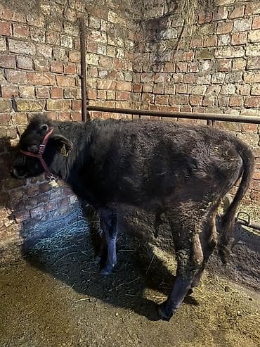 речная форель: Продаю | Бык (самец) | На откорм | Привязанные — 3