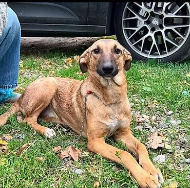 собака сучка: Собака даром: Дворняжка, 2 года, Самка, С прививкой — 1