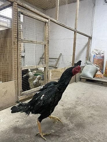Продам с/х животных: Продаю | Петух | Бойцовая | Для разведения — 4
