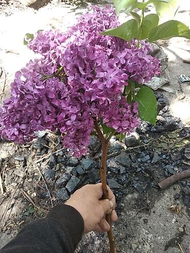 купить сирень бишкек: Ветви Сирени — 1