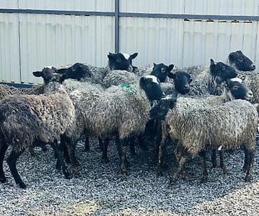 малёк рыбы: Продаю | Овца (самка), Ягненок, Баран (самец) | Гиссарская, Полукровка, Долан | Для разведения | Племенные, Котные, Матка — 1