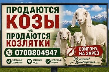 живой корм: Продаю | Коза (самка), Козёл (самец), Козлёнок | Полукровка, Зааненская | На забой, Для разведения, Для молока | Племенные, Осеменитель — 1