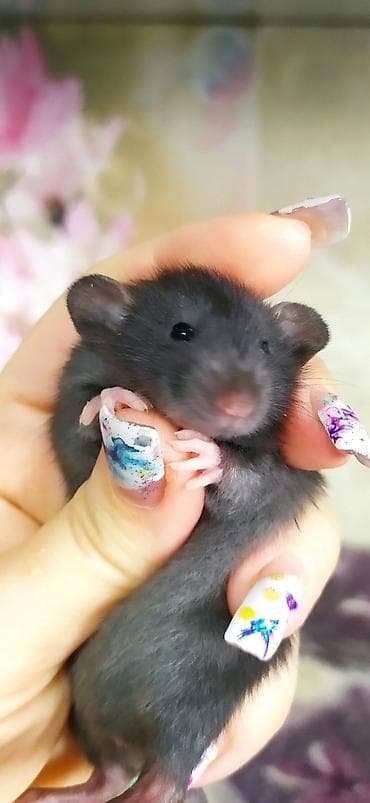 белые крысы: Привет друзья !! У нас родились красивые крысята. В питомнике - Rat — 9