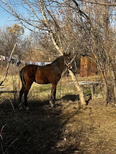 племенные коровы молочные купить: Продаю | Жеребенок — 5