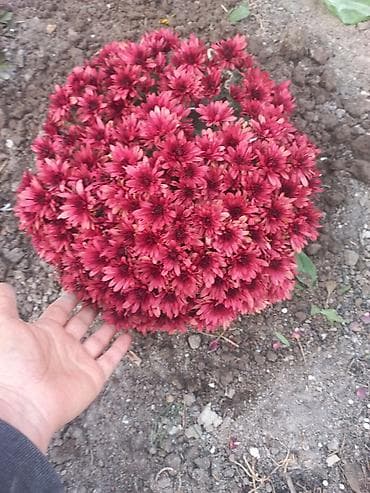 рассада цветка: Саженцы хризантем с пышной зеленой листвой, готовые к пересадке — 6