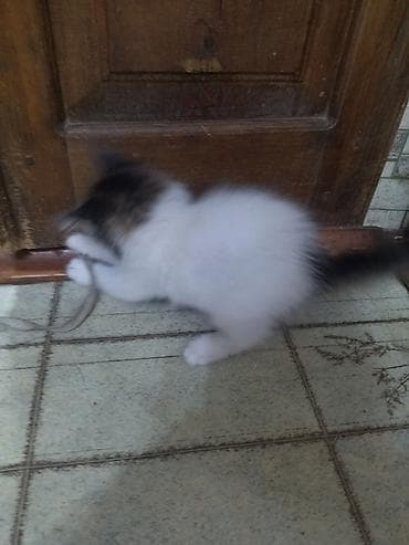 scottish fold: Бело-пепельный шерсть как у плюшевого медвежонка, у второго шерсть — 7