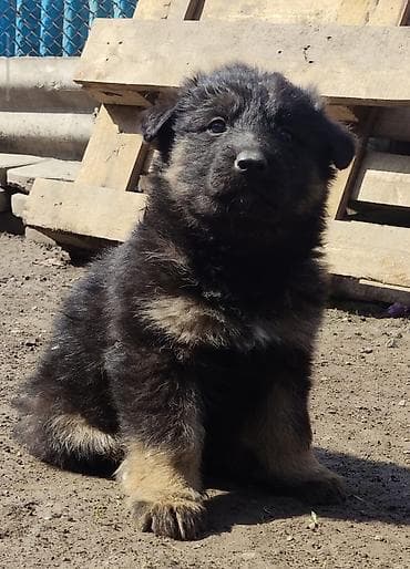 работа выгул собак бишкек: Немецкая овчарка, 1 месяц, Самец, С прививкой — 10