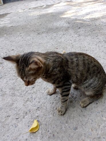 щенок даром: Мальчик, Приучена к лотку — 3