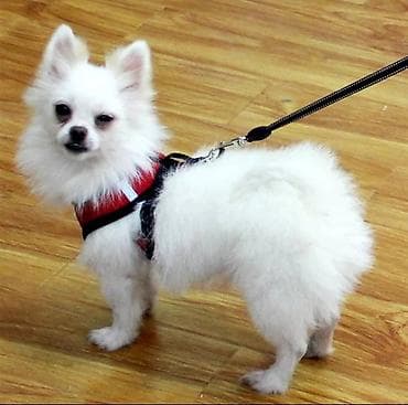 Услуги ветеринара: Широкие шлейки с поводком для собак и кошек. Качество отличное — 5