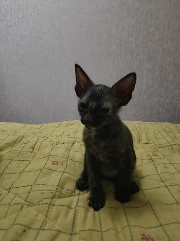 кошка ориентал: Порода: ориентальные/корниш-тайп котята (тип восточный). Окрас: - — 8