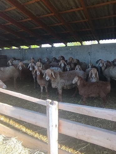 гиссарские матки: Продаю | Овца (самка), Ягненок | Арашан | Для разведения — 5