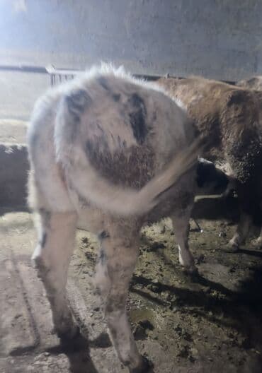 продаю корова: Продаю | Тёлка | Бельгийская | Для разведения | Искусственник — 5