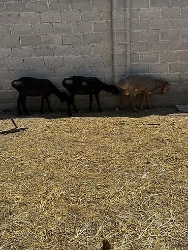 кара балта полтавка: Продаю | Овца (самка) | Для разведения | Матка — 2