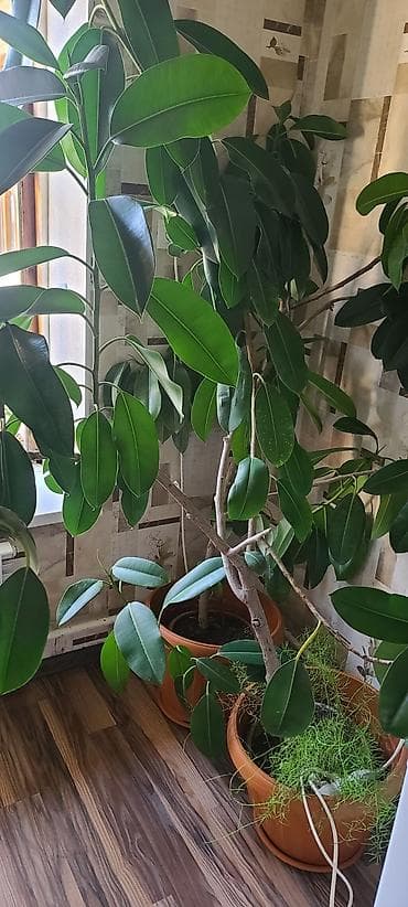 цветы для сада: Цветы живые (Фикус, Черныц принц) 

цена договорная — 1