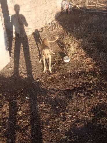 Продажа собак