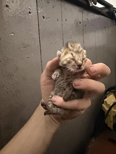 Мышыктар: Котята, помет из нескольких малышей. Окрас разный: тигровые табби — 5